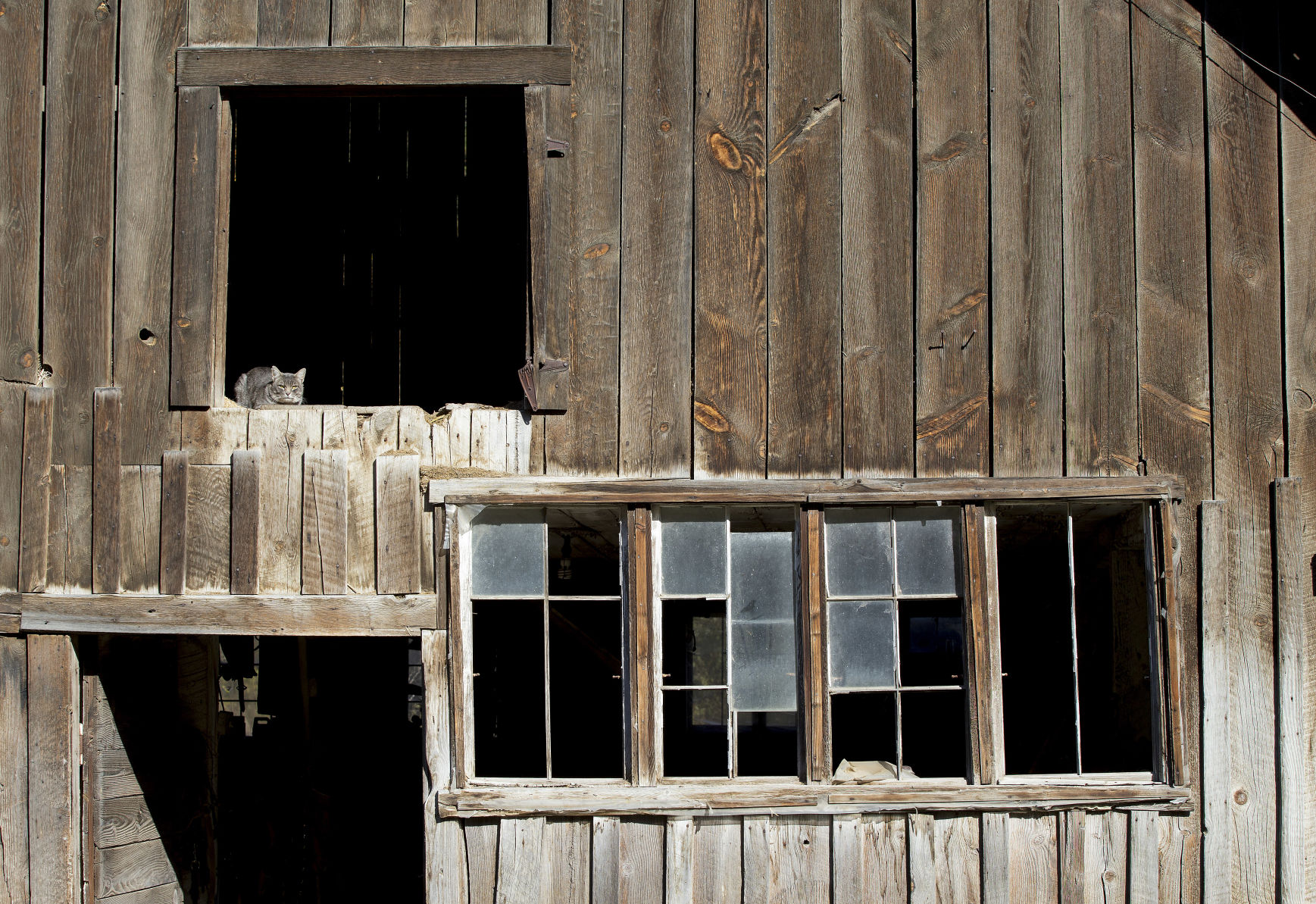 191011-newsslocal-barncat 01.jpg